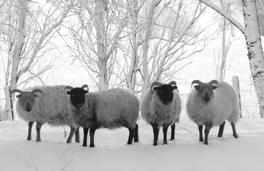 4 sheep standing in the snow