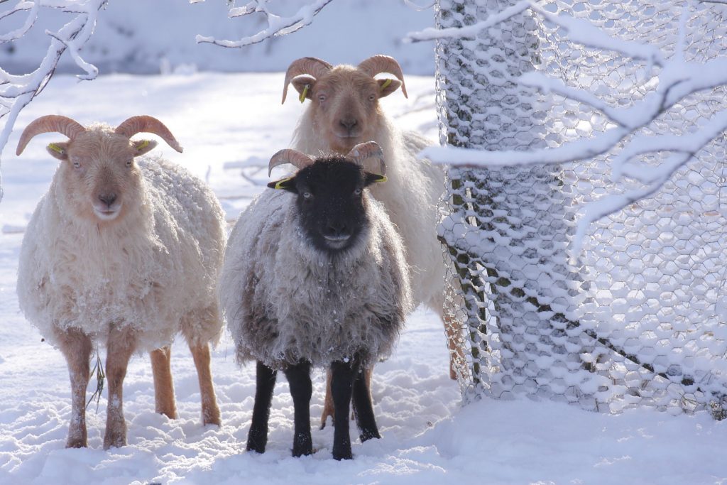 3 sheep standing in the snow