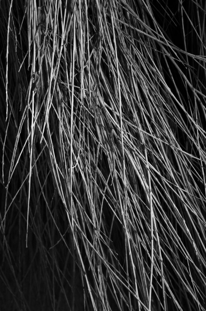 A black and white photograph of willow sticks.